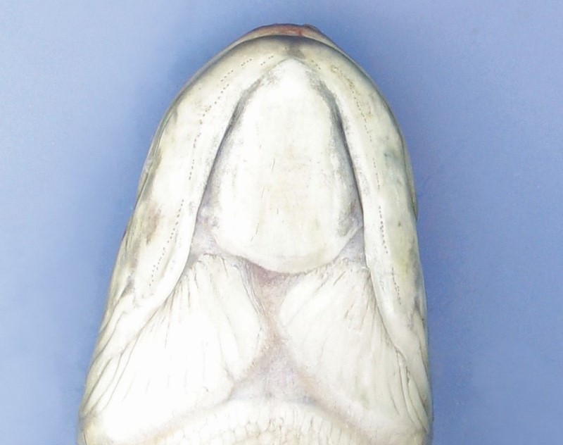 Bowfin gular plate.