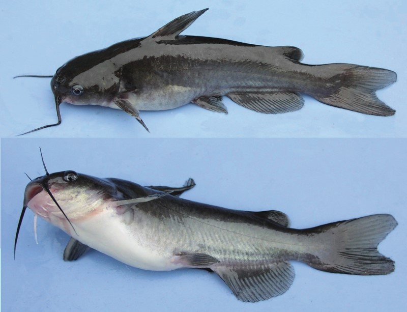 Juvenile white catfish.
