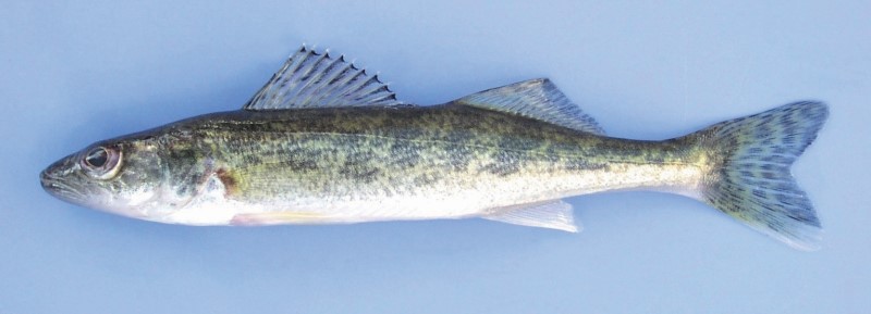 14 cm walleye.