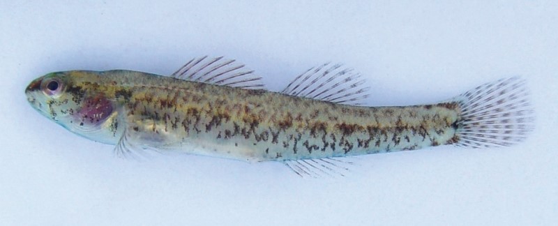 38 mm swamp darter.
