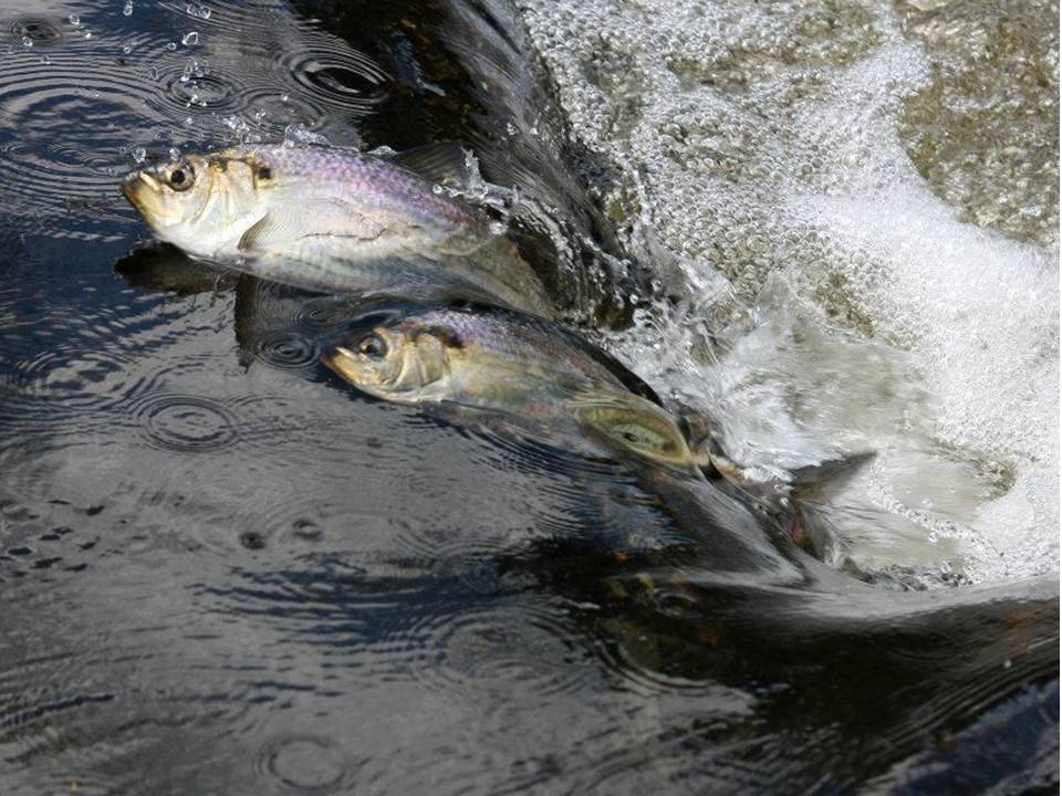 Alewives
