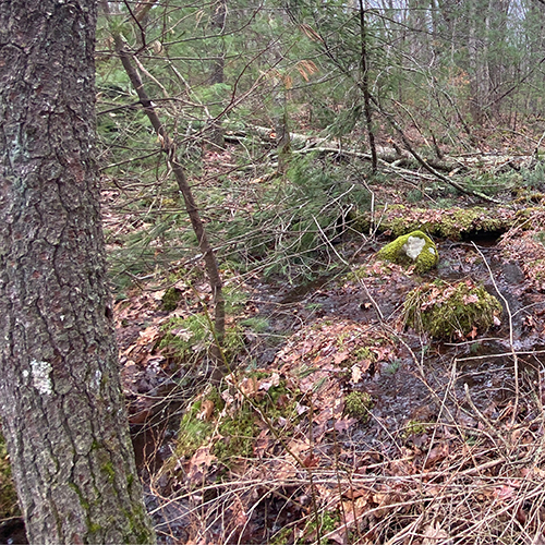 forested wetland