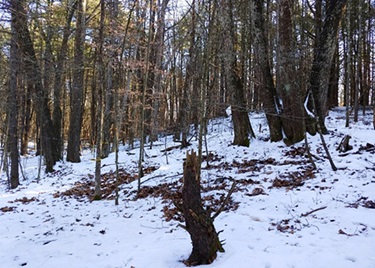 Deer Foraging Sign