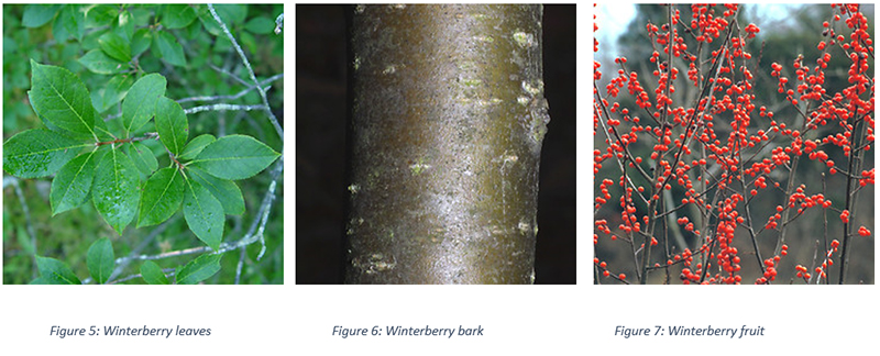 Winterberry