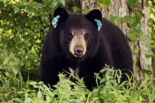 Tagged Black bear
