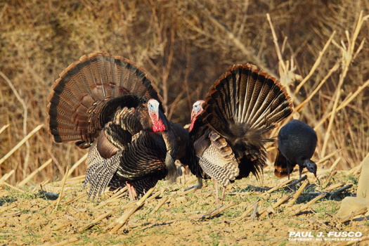 two wild turkies