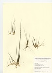 Juncus pelocarpus, Billings Lake in North Stonington, September 21, 2005