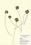 Marsilea quadrifolia, Bunnells Pond in Bridgeport, June 30 2011