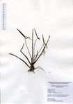 Sagittaria engelmanniana, Connecticut River in Middletown, August 18, 2020