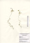Utricularia radiata, Private pond in Clinton, August 13, 2013