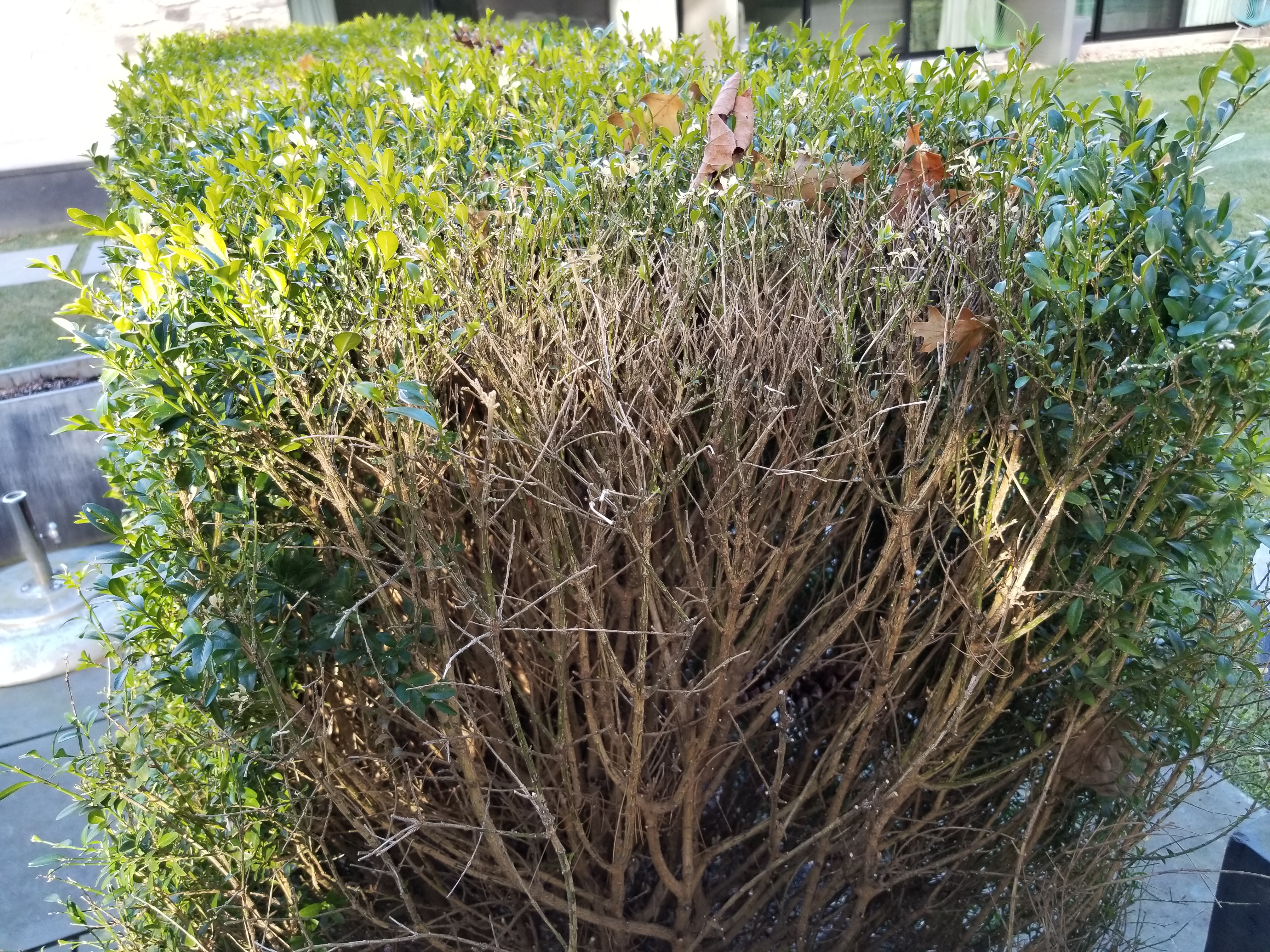 sudden defoliation of a boxwood bus infected with boxwood blighth