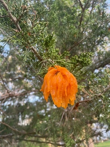Cedar-apple rust on a dedar tree with orange fungal strutures