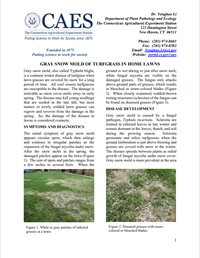 the first page of the fact sheet of gray snow molde of turfgrass