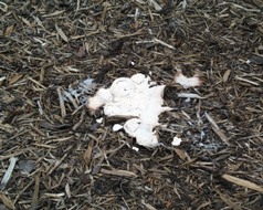 White slime mold on mulch