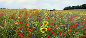 Field