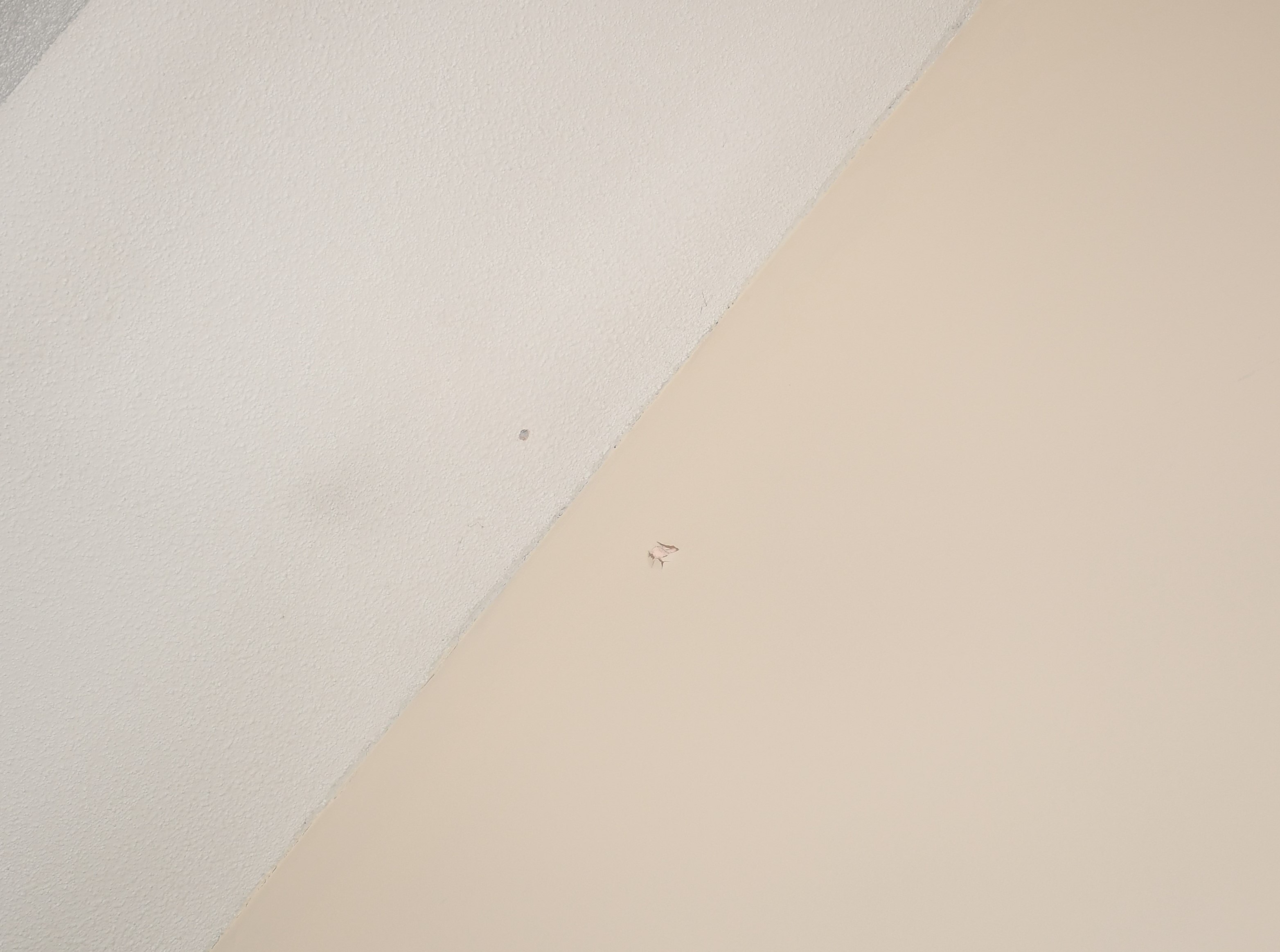 Suspected bullet holes at 83 Craigie Avenue.