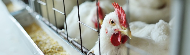 H5N1